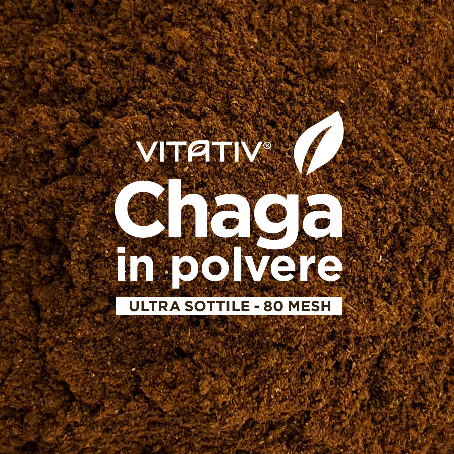 Funghi Chaga | Polvere 20g | Purezza 100%